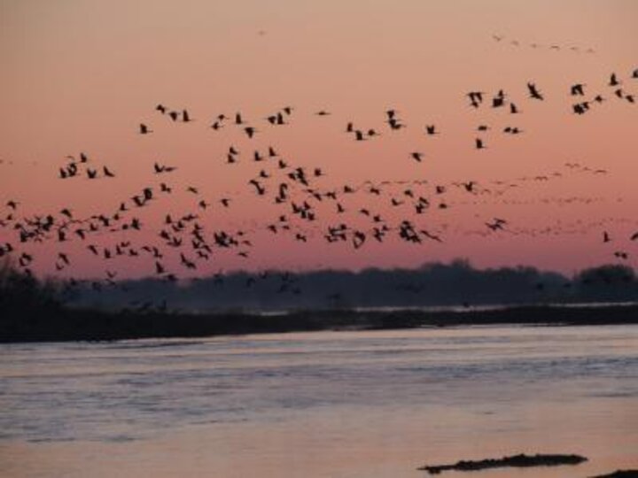 Scores of Sandhill Cranes are silhouetted by the sun set over a body of water.